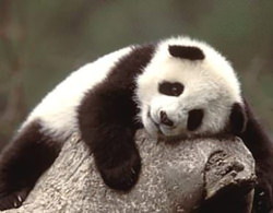木にもたれかかって寝ようとする仔パンダ